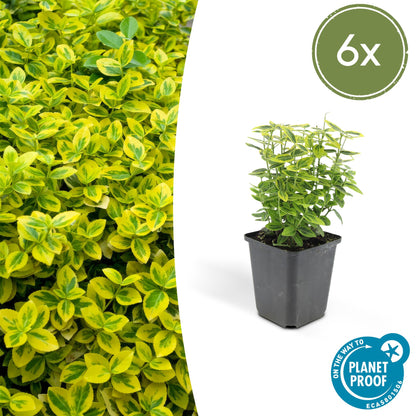6x Euonymus fort. 'Emerald 'n Gold’ - ↕10-25cm - Ø9cm