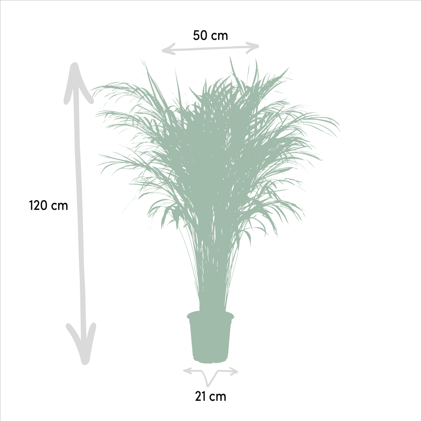 Areca-Palme Zimmerpalme - Ø21cm - ↕100cm
