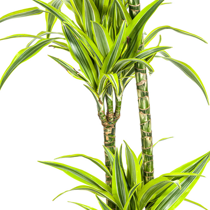 Drachenbaum - Dracaena Deremensis Lemon Lime mit Korb Ø24cm - ↕130 - 150cm
