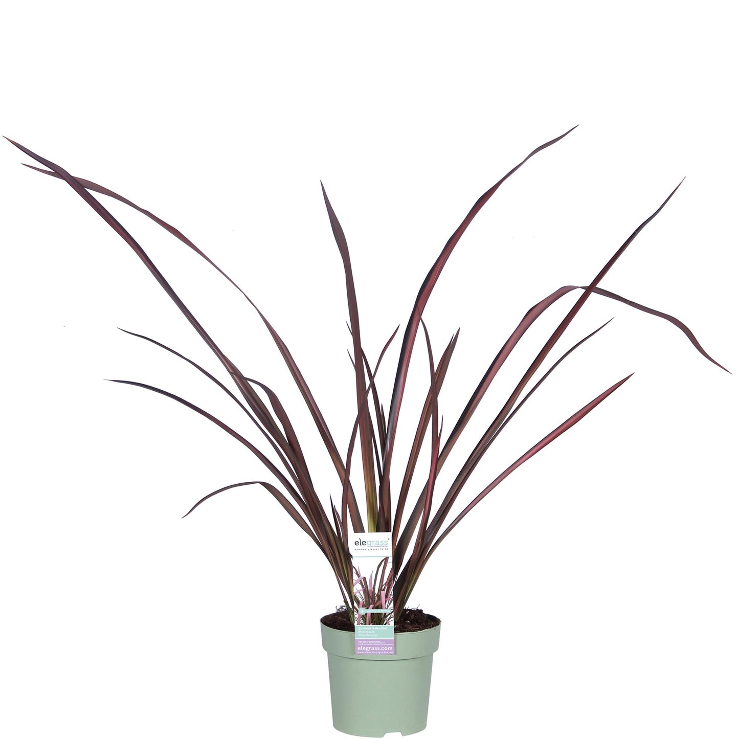Phormium 'Pink Flamingo' - Ø14cm - ↕50cm