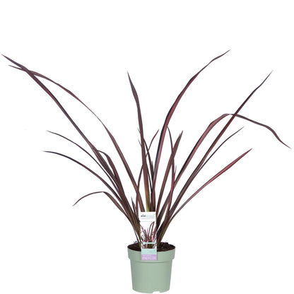 Phormium 'Pink Flamingo' - Ø14cm - ↕50cm