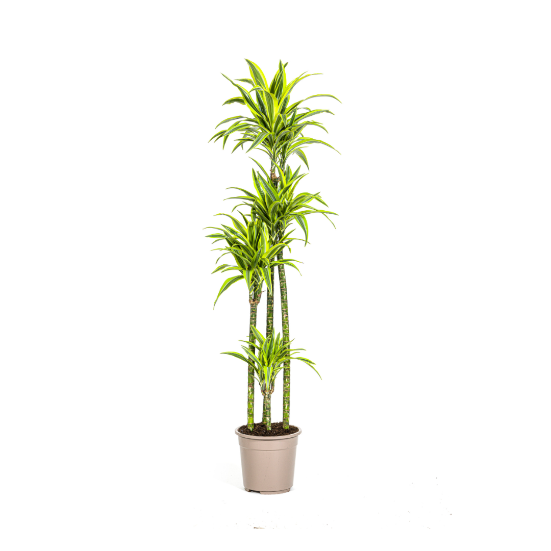 Drachenbaum - Dracaena Deremensis Lemon Lime- Ø27cm - ↕170 - 190cm