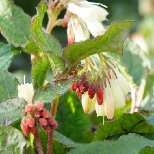 6x Kaukasus Beinwell - Symphytum grandiflorum - ↕10-25cm - Ø9cm