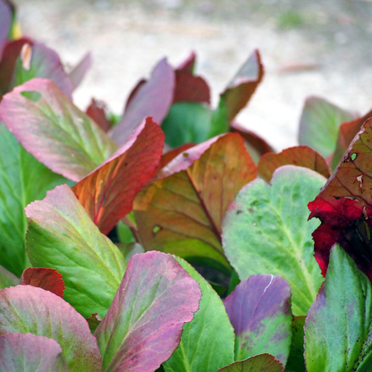 6x Schusterpflanze - Bergenia cordifolia - ↕10-25cm - Ø9cm