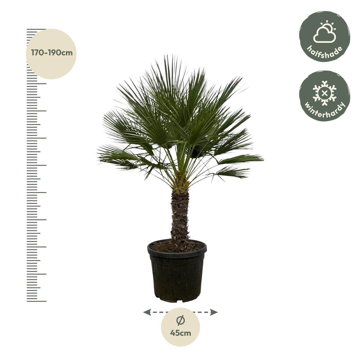 Chamaerops Humilis auf Stamm - 150 cm - Ø45cm