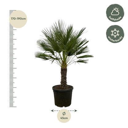 Chamaerops Humilis auf Stamm - 150 cm - Ø45cm