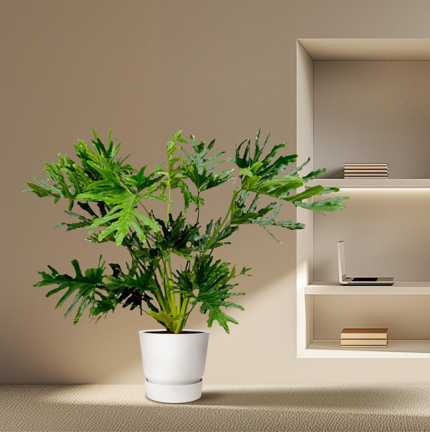 Philodendron Selloum - 100 cm - Ø24