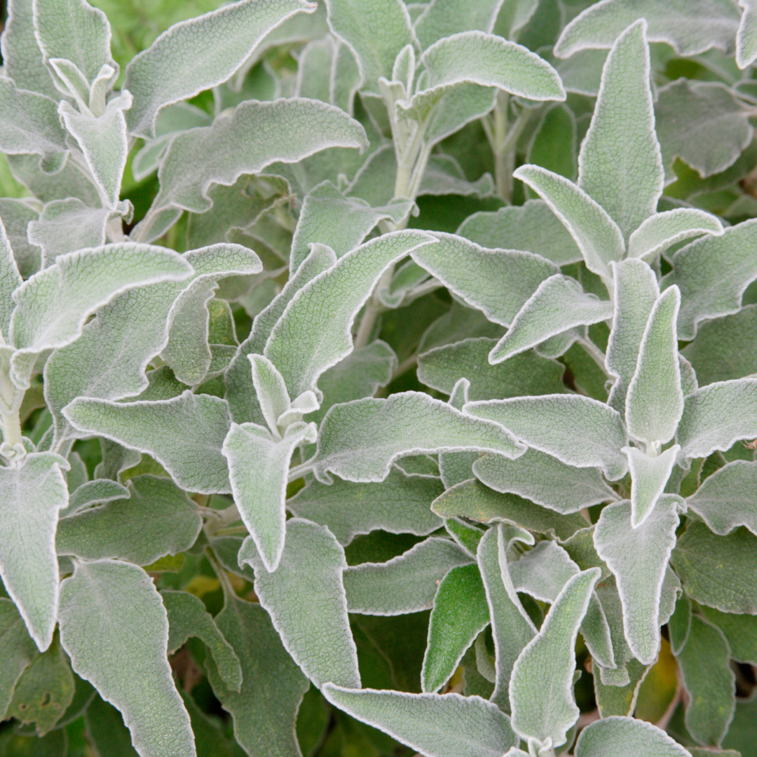 6x Wollziest - Stachys byzantina - ↕10-25cm - Ø9cm