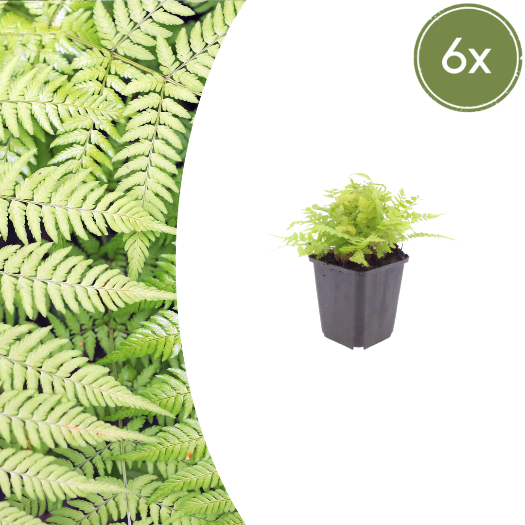 6x echter Wurmwarn - Dryopteris filix-mas - ↕10-25cm - Ø9cm
