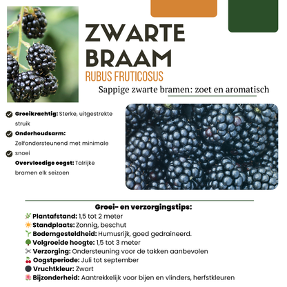 6 x Bio-Brombeerpflanzen – Ø 13 cm – ↨ 20 cm