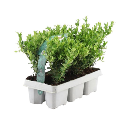 6x japanische Stechpalme - Ilex crenata 'Jenny' - Ø7 cm - ↕15 cm