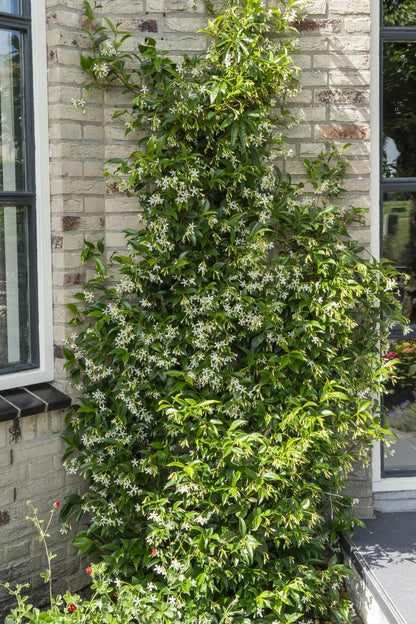 weißer Stern Jasmin - Trachelospermum 'Star of Venice' - Ø15cm - ↕65cm