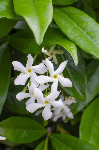 weißer Stern Jasmin - Trachelospermum 'Star of Venice' - Ø15cm - ↕65cm