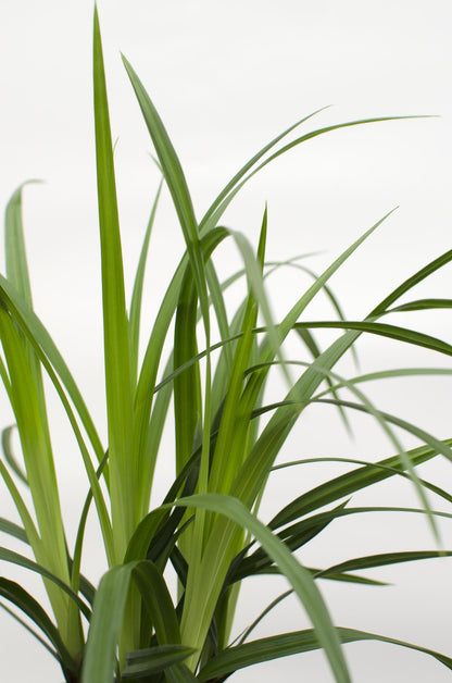 3x - Carex morrowii 'Irish Green' - ↨30cm - Ø14