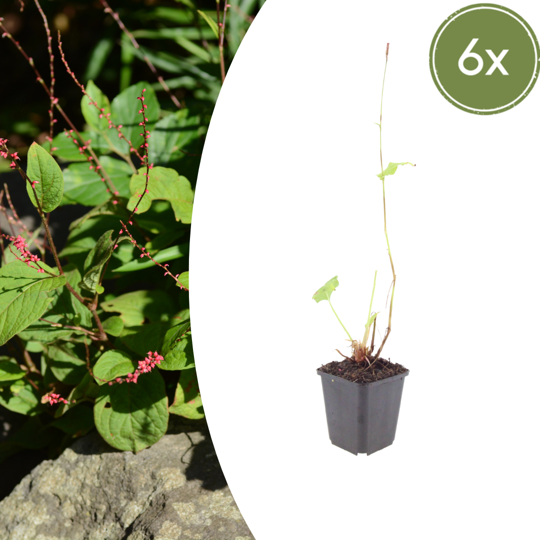 6x Kerzen-Knöterich - Persicaria a. 'Speciosa' - ↕10-25cm - Ø9cm