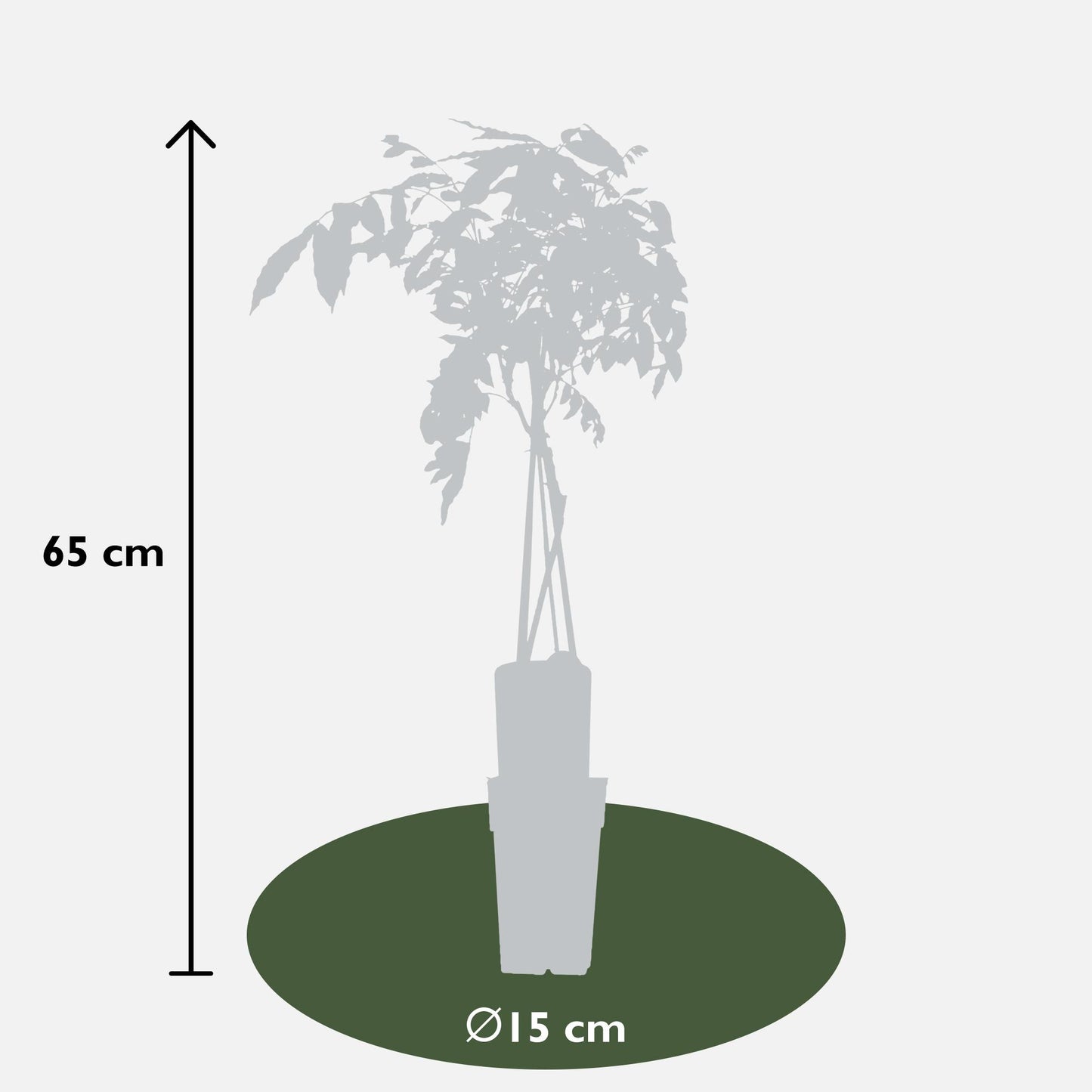 Blauregen - Wisteria sinensis 'Prolific' - Glyzinie - Ø15cm - ↕65cm