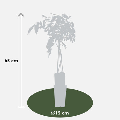 Blauregen - Wisteria sinensis 'Prolific' - Glyzinie - Ø15cm - ↕65cm
