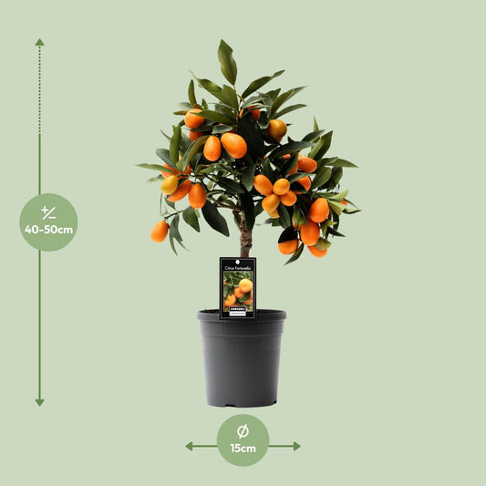Citrus Kumquat - Ø16cm - ↕45cm