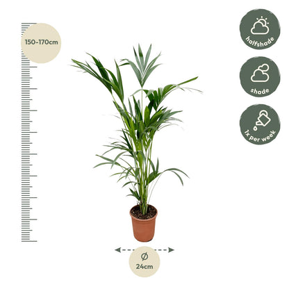 Kentia Palme - 160cm - Ø24