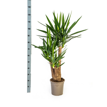 Yucca Elephantipes Verzweigt Ø24cm - ↕80-100cm