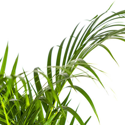 Dypsis Areca Lutescens mit Korb Ø21cm - ↕100 - 120cm