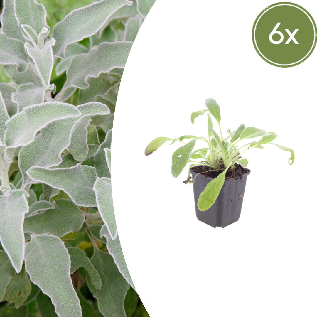 6x Wollziest - Stachys byzantina - ↕10-25cm - Ø9cm