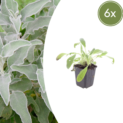 6x Wollziest - Stachys byzantina - ↕10-25cm - Ø9cm