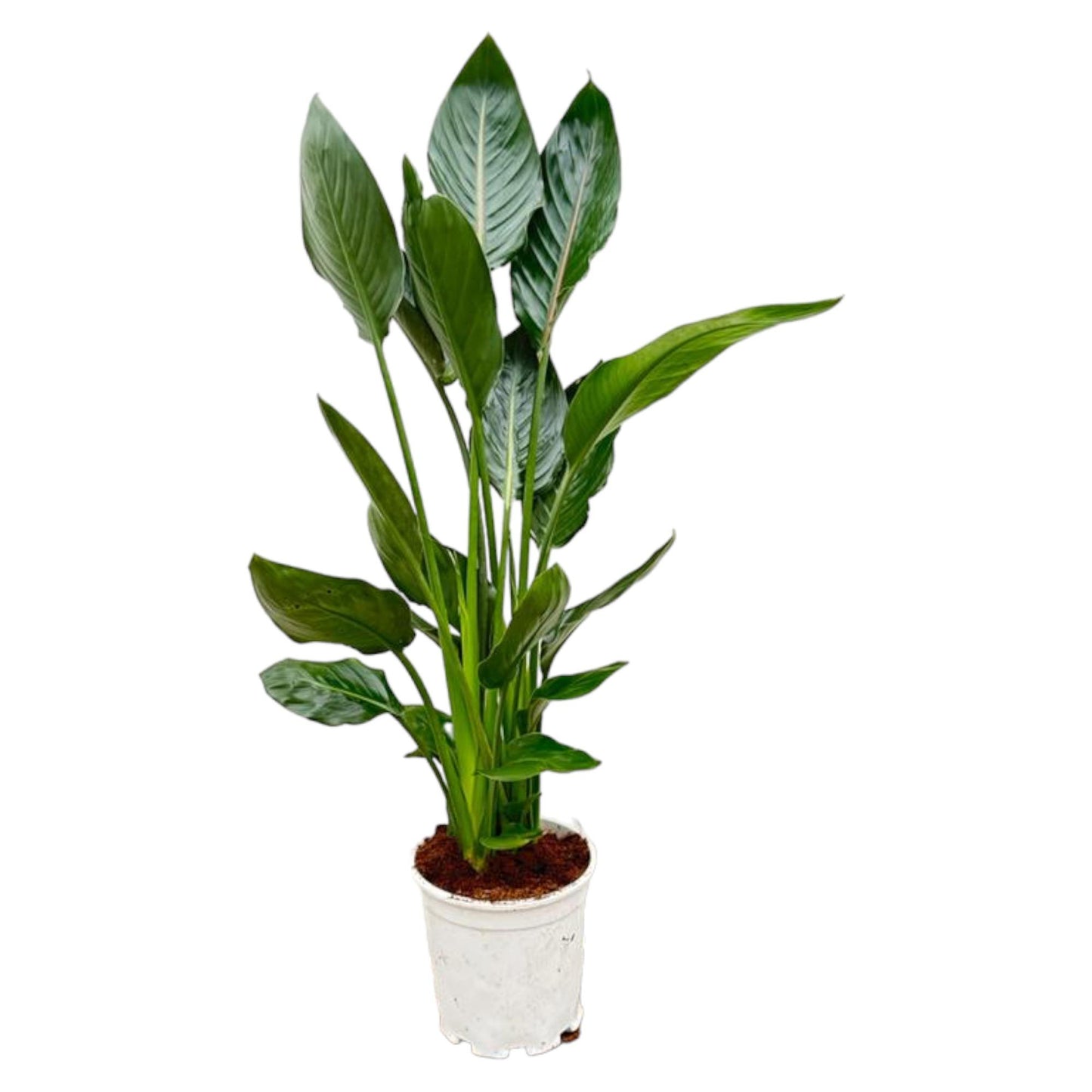 Paradiesvogelblume - Strelitzia Reginae - 120 cm - Ø21