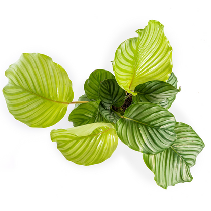 Korbmarante - Calathea Orbifolia - Ø17cm - ↕40 - 50cm