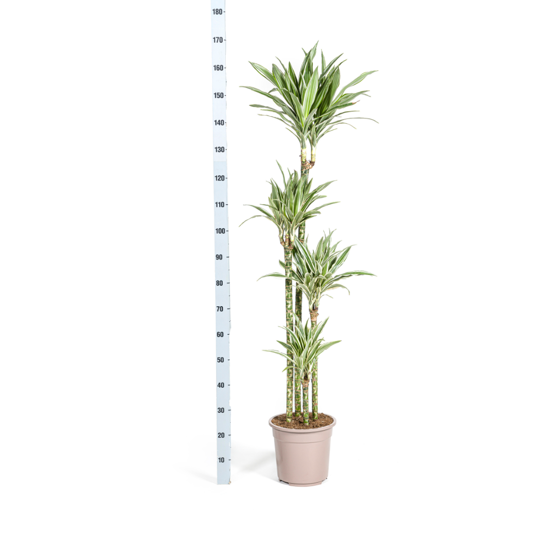 Drachenbaum - Dracaena Deremensis White Stripe Ø27cm - ↕170 - 190cm