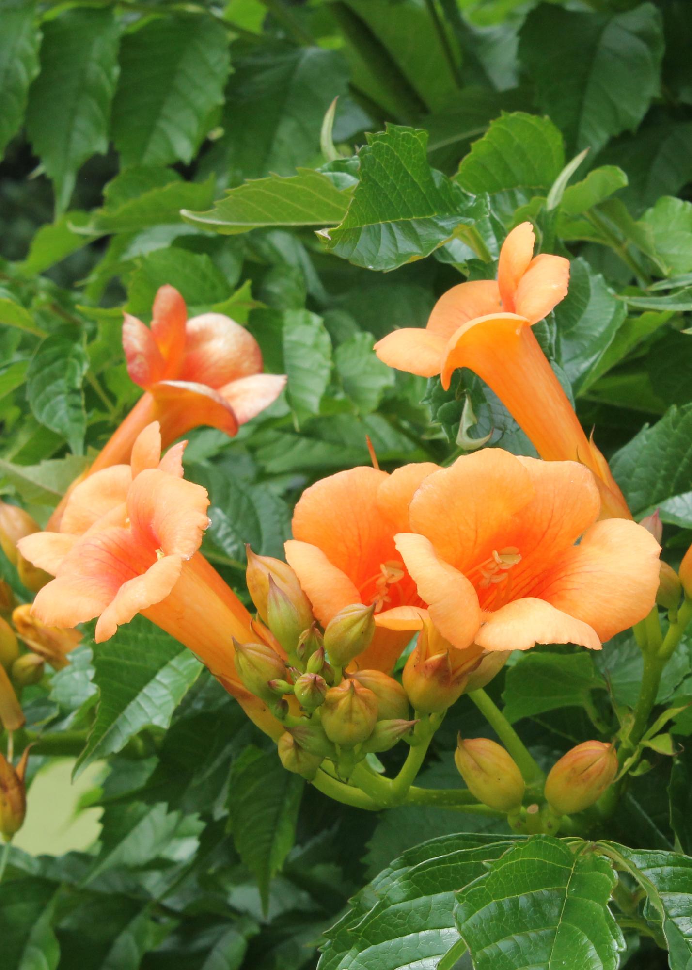 2x orange Trompetenblume - Campsis 'Indian Summer' - ↨65cm - Ø15