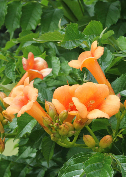 2x orange Trompetenblume - Campsis 'Indian Summer' - ↨65cm - Ø15