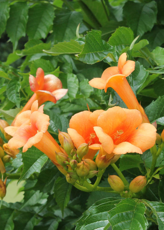 2x orange Trompetenblume - Campsis 'Indian Summer' - ↨65cm - Ø15
