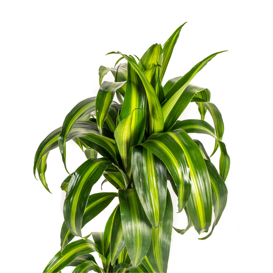 Drachenbaum - Dracaena Deremensis Hawaiian Sunshine Ø19cm - ↕70 - 90cm