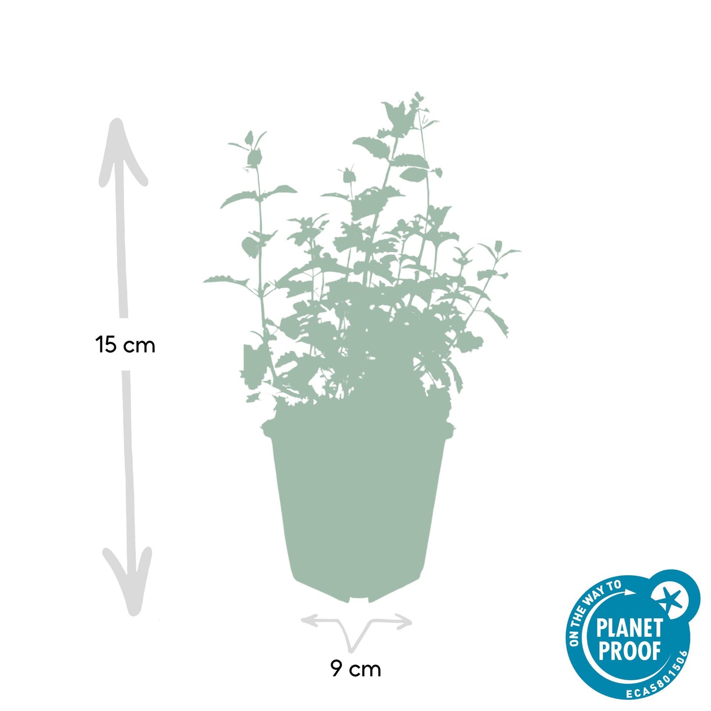 6x Katzenminze - Nepeta 'Six Hills Giant' - ↕10-25cm - Ø9cm