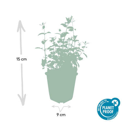 6x Katzenminze - Nepeta 'Six Hills Giant' - ↕10-25cm - Ø9cm