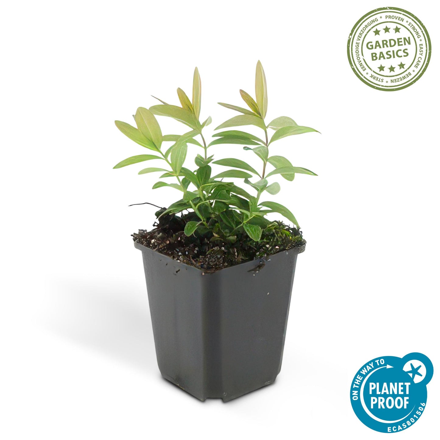 6x kelchiges Johanniskraut - Hypericum calycinum - ↕10-25cm - Ø9cm