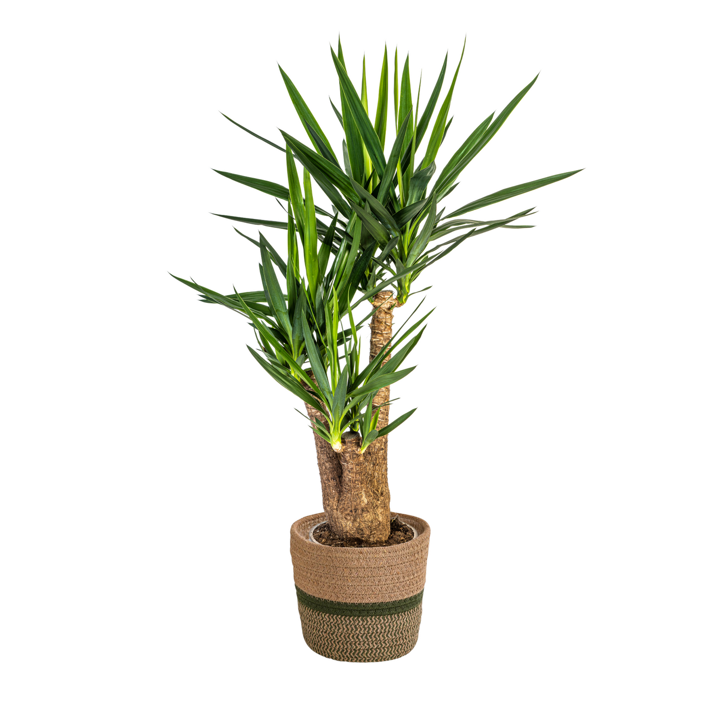 Yucca Elephantipes Verzweigt mit Korb Ø24cm - ↕80-100cm