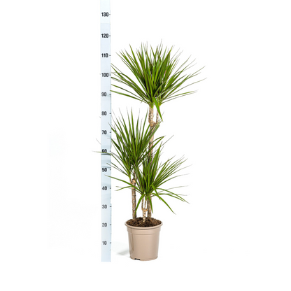 Drachenbaum - Dracaena Marginata Green mit Korb Ø21cm - ↕110 - 130cm