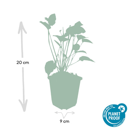 6x Persicaria amplexicaulis - ↕10-25cm - Ø9cm