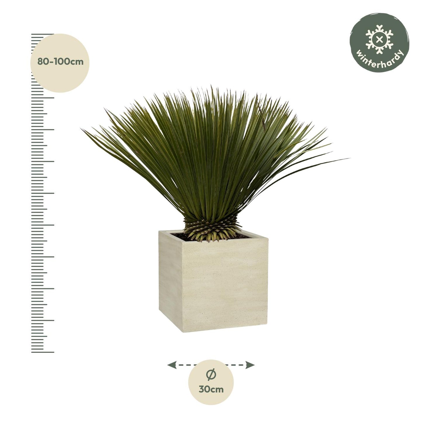 Yucca Rostrata - 70cm- Ø30