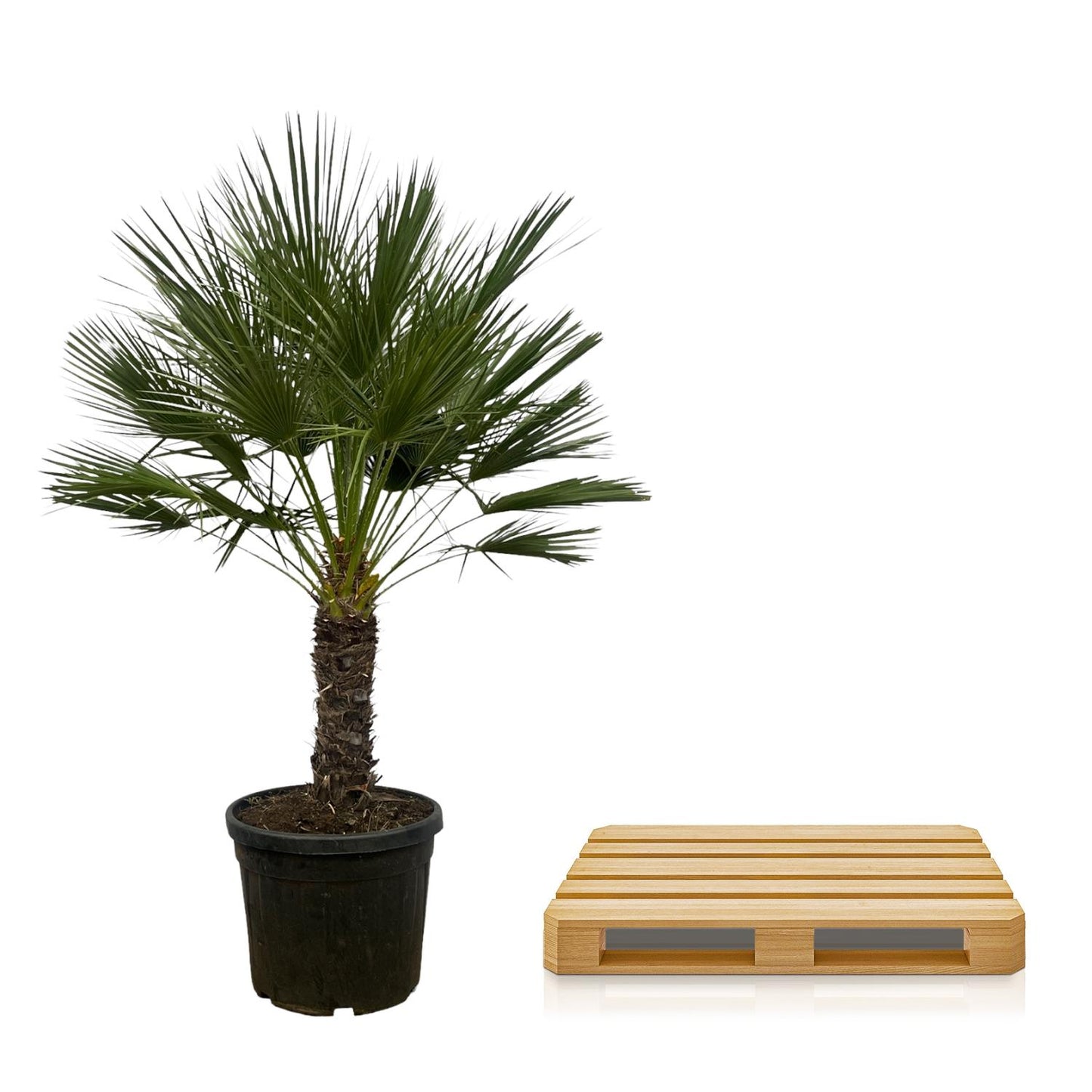 Chamaerops Humilis auf Stamm - 150 cm - Ø45cm