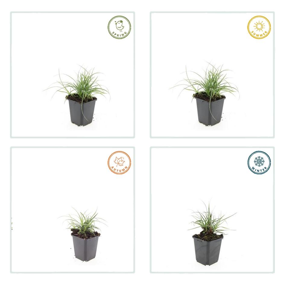 6x Schneegarbe - Luzula nivea - ↕10-25cm - Ø9cm