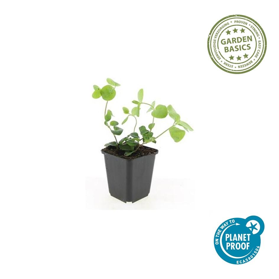 6x großes Immergrün - Vinca major - ↕10-25cm - Ø9cm