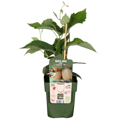 3 x Bio-Kiwipflanzen – Ø 13 cm – ↨ 20 cm