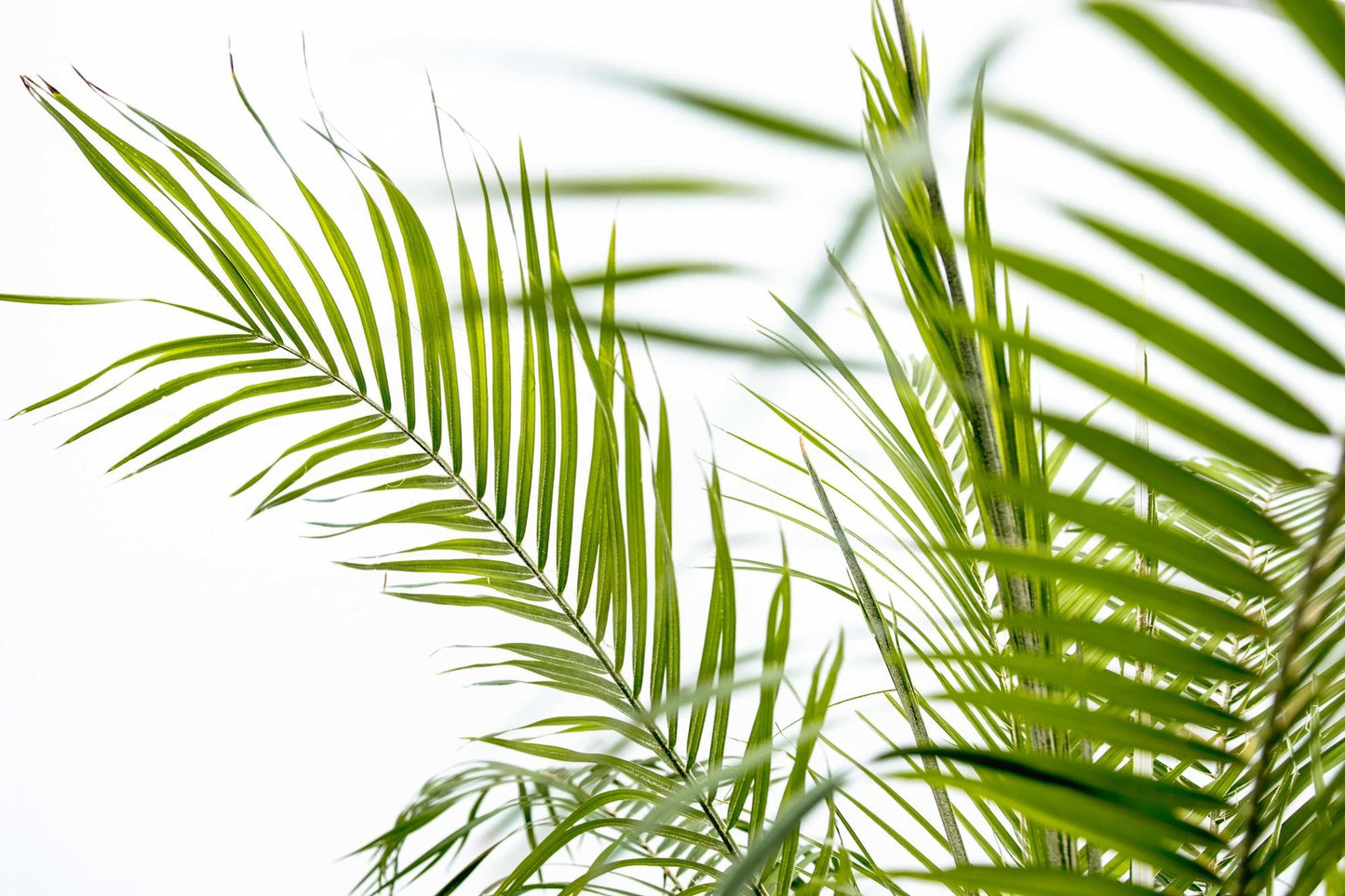 Zwerg-Dattelpalme - Phoenix Roebelenii auf Stiel - 190-200cm