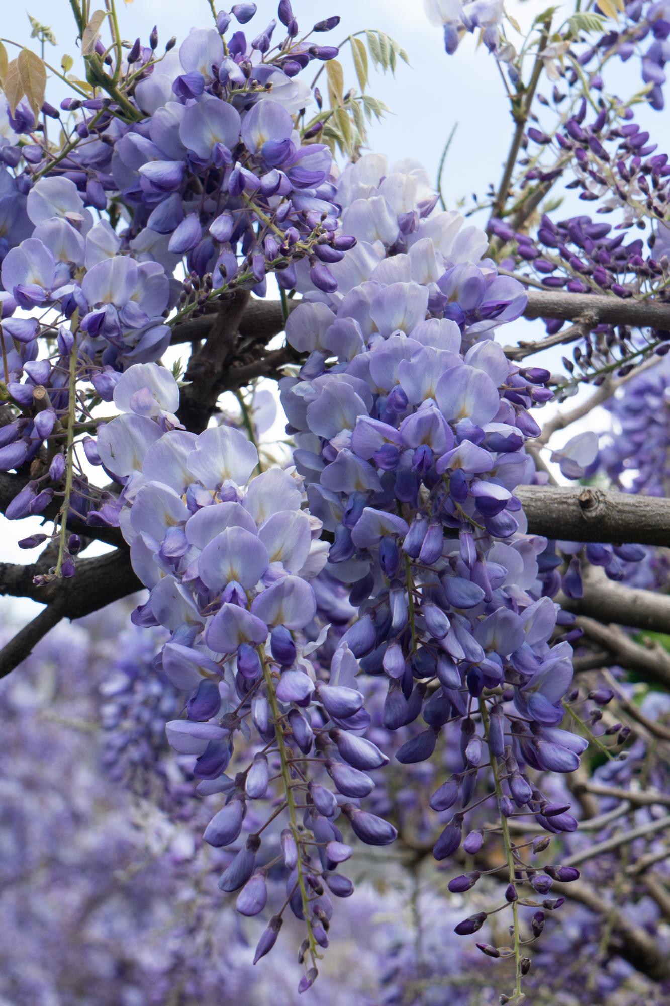 Blauregen - Wisteria sinensis 'Prolific' - Glyzinie - Ø15cm - ↕65cm