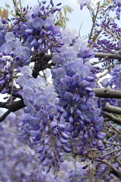 Blauregen - Wisteria sinensis 'Prolific' - Glyzinie - Ø15cm - ↕65cm