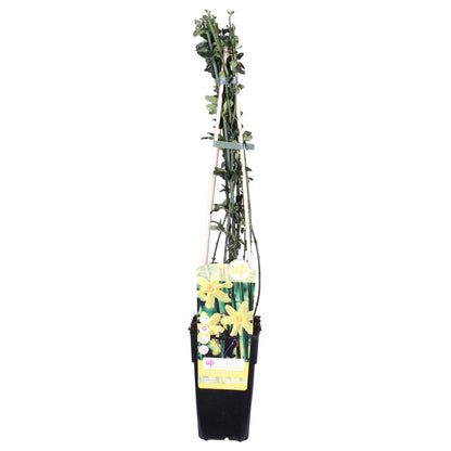 Winterjasmin  - Jasminum nudiflorum - Ø15cm - ↕65cm