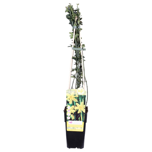 Winterjasmin  - Jasminum nudiflorum - Ø15cm - ↕65cm